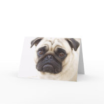 Pug Dog Greeting Card