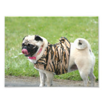 Pug dog photo