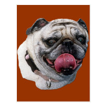 Pug Dog Post Card