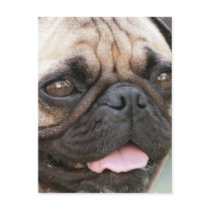 Pug Dog Postcard