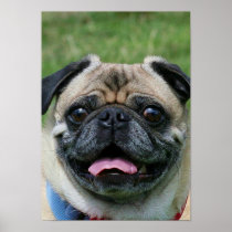 Pug dog poster