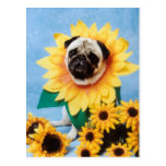Pug Dog Sunflower Postcard
