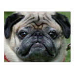 Pug face postcard