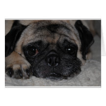 Pug Greeting Cards