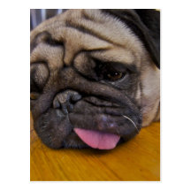 Pug Had One Too Many Postcard