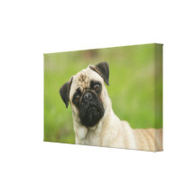 Pug Head Cocked Looking at Camera Stretched Canvas Prints
