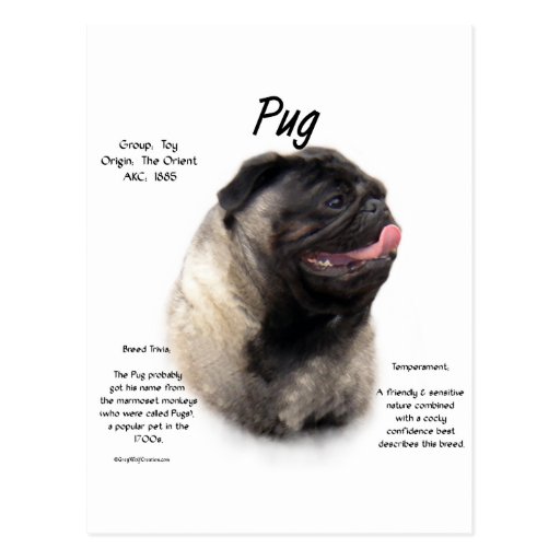 Pug History Design Postcards
