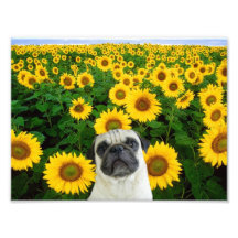 Pug in sunflowers photographic print