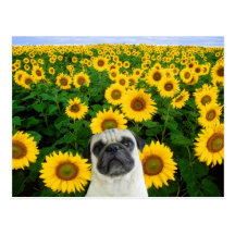 Pug in Sunflowers postcard