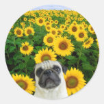 Pug in Sunflowers stickers