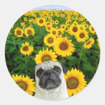 Pug in Sunflowers stickers