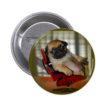 Pug it! pinback buttons