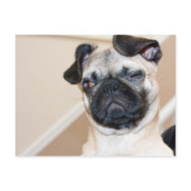 Pug looking with one eye closed post card