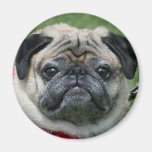 Pug magnet