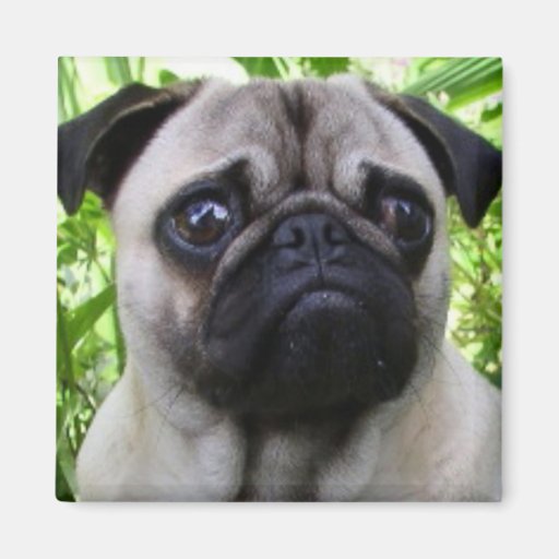 Pug magnet