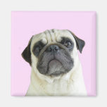 pug magnet