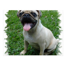 Pug Photo Postcard
