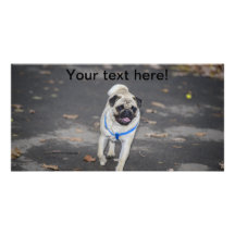 Pug Picture Card