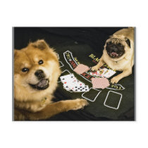 Pug Poker Post Card