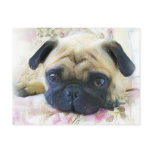 Pug Postcard