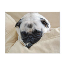 Pug Postcard