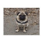 Pug Postcards