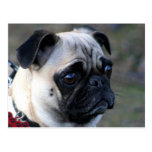 Pug postcard