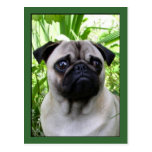 Pug postcard