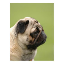Pug Postcards
