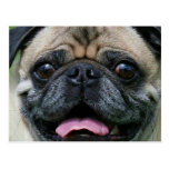 Pug Postcards