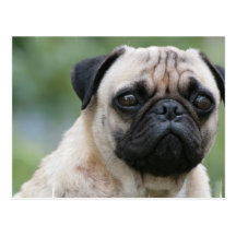 Pug Puppy Dog Postcard