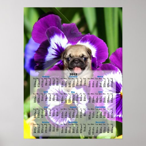 Pug puppy in pansies 2012 Calendar poster