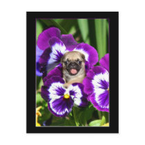 Pug puppy in pansies postcards