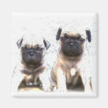 Pug puppy magnet