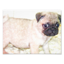 Pug Puppy Photographic Print
