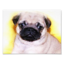 Pug Puppy Photo Art