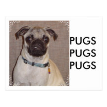 Pug Puppy Post Card