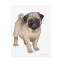 Pug Puppy Postcard