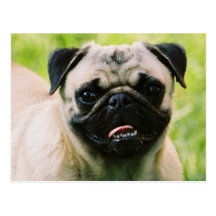 Pug Puppy Postcard