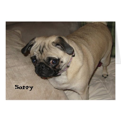 Pug - Sorry Card