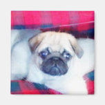 Pug square magnet