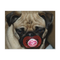 Pug with Binky in his Mouth Post Cards