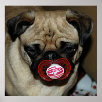 Pug with Binky in his Mouth Print