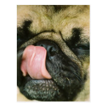 Pugalicious Postcard