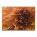 Puget Sound Dahlia Association Show 2009 Greeting Card