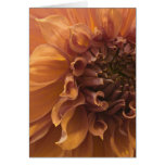 Puget Sound Dahlia Association Show 2009 Greeting Cards