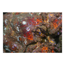 Puget Sound King Crab Photo Enlargement