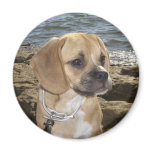 Puggle magnets
