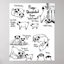 Pugs Descended From Wolves? Poster