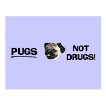 Pugs Not Drugs Postcard
